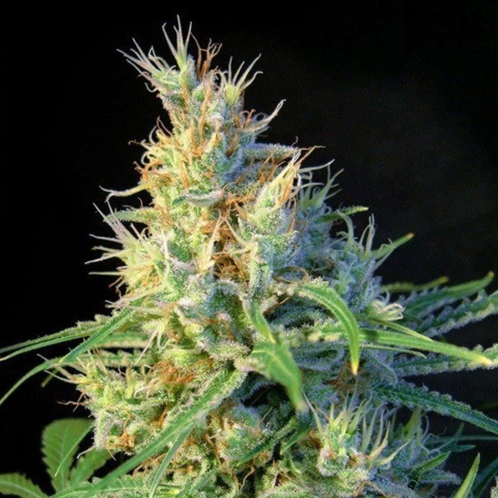 PSICODELICIA SWEET FEM X3+1 - SWEET SEEDS