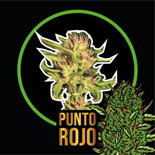 PUNTO ROJO FEM X4 DELIRIUM SEEDS