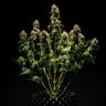 PURPLE PUNCH AUTO X3 ROYAL QUEEN SEEDS