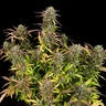 PURPLE PUNCH AUTO X1 ROYAL QUEEN SEEDS