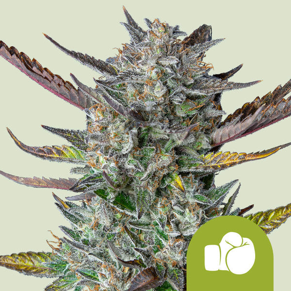PURPLE PUNCH AUTO X1 ROYAL QUEEN SEEDS