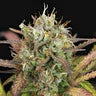 PURPLE PUNCH AUTO X3 ROYAL QUEEN SEEDS