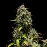 PURPLE PUNCH AUTO X10 ROYAL QUEEN SEEDS-4