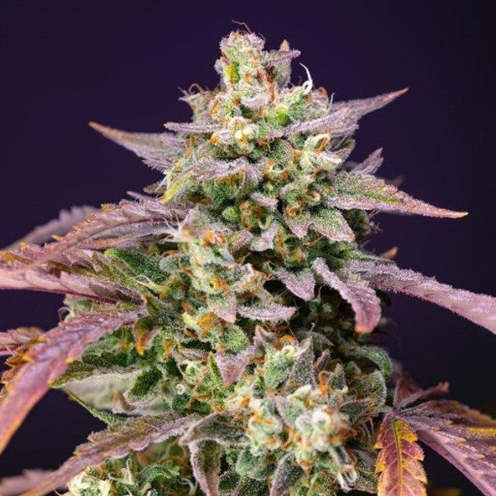 PURPLE PUNCH OG XL AUTO X3+1 - SWEET SEEDS-1