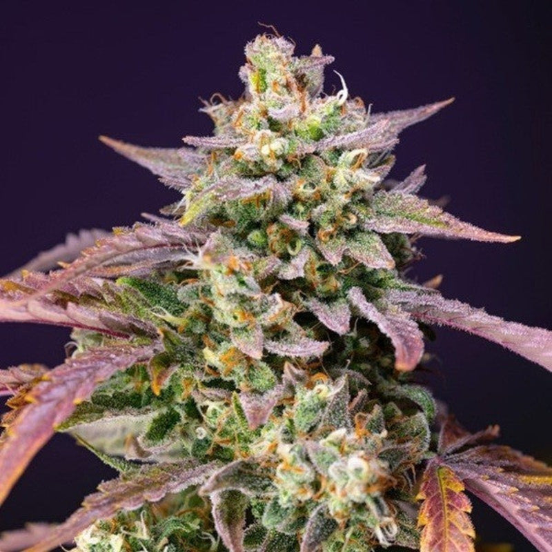 PURPLE PUNCH OG XL AUTO X3+1 - SWEET SEEDS-1