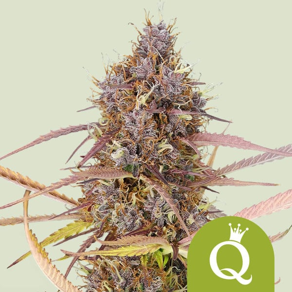 PURPLE QUEEN AUTO X3 ROYAL QUEEN SEEDS-1