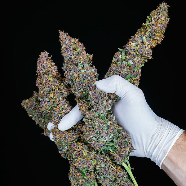 PURPLE QUEEN AUTO X3 ROYAL QUEEN SEEDS-5