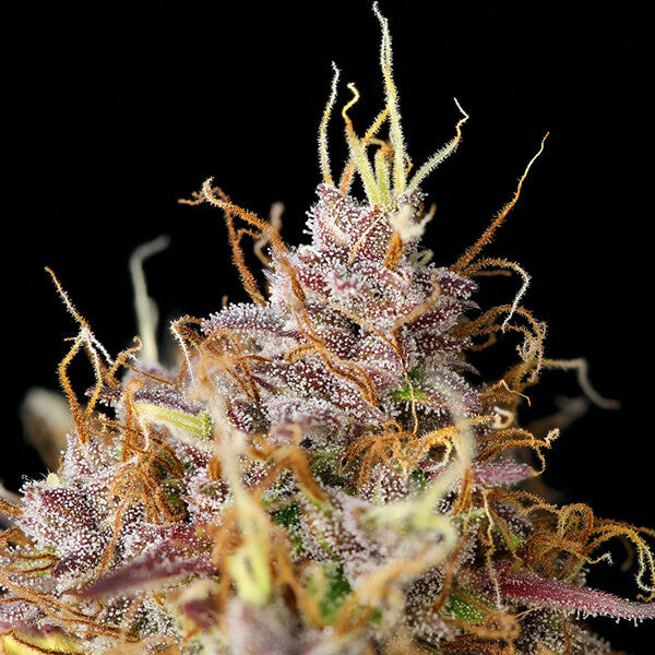 PURPLE QUEEN AUTO X3 ROYAL QUEEN SEEDS-3