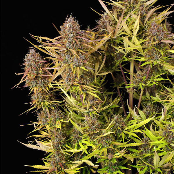 PURPLE QUEEN AUTO X3 ROYAL QUEEN SEEDS-4