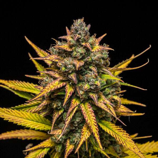 PURPLE QUEEN AUTO X3 ROYAL QUEEN SEEDS-6