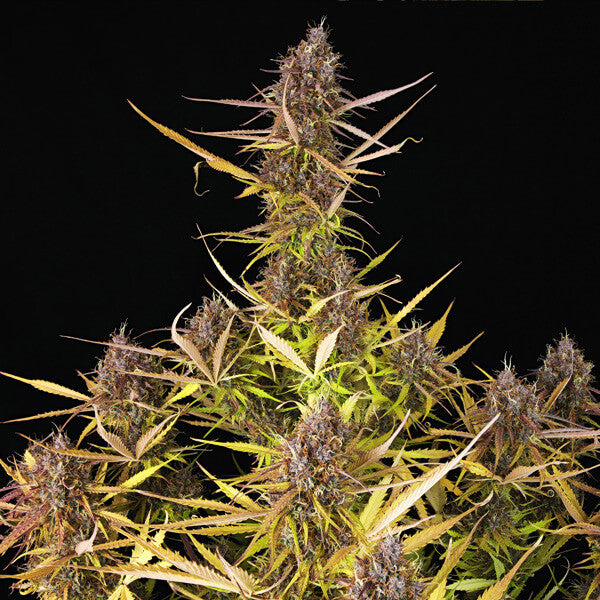 PURPLE QUEEN AUTO X3 ROYAL QUEEN SEEDS-2