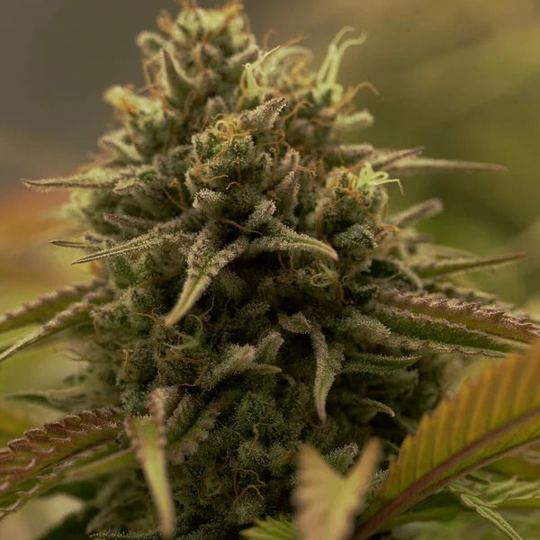 PURPLE QUEEN FEM X1 ROYAL QUEEN SEEDS-5