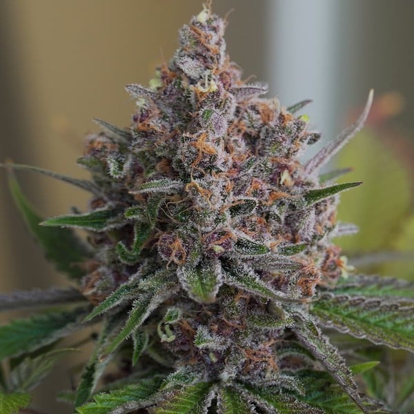 PURPLE QUEEN FEM X1 ROYAL QUEEN SEEDS-2