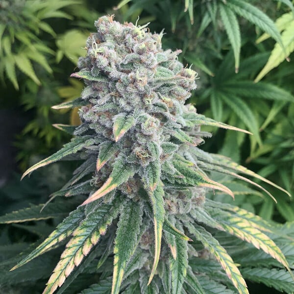 PURPLE QUEEN FEM X1 ROYAL QUEEN SEEDS-3