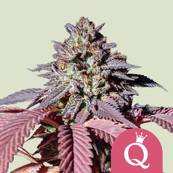 PURPLE QUEEN FEM X1 ROYAL QUEEN SEEDS