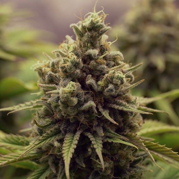 PURPLE QUEEN FEM X1 ROYAL QUEEN SEEDS-4