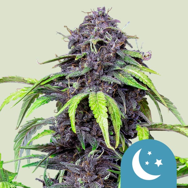 PURPLEMATIC CBD AUTO X1 ROYAL QUEEN SEEDS-1