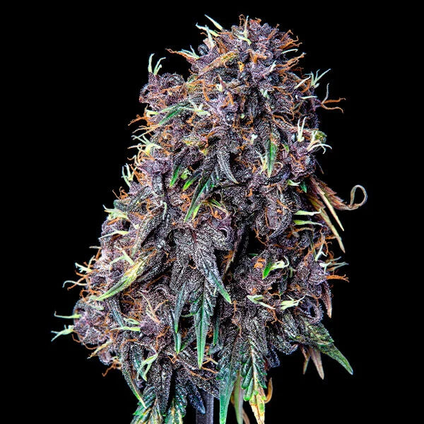 PURPLEMATIC CBD AUTO X1 ROYAL QUEEN SEEDS-3