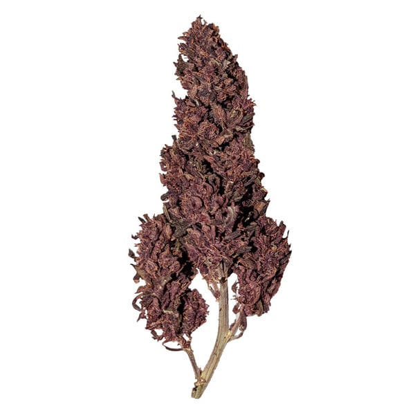 PURPLEMATIC CBD AUTO X1 ROYAL QUEEN SEEDS-2