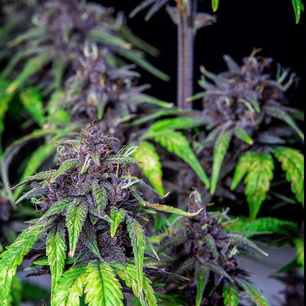 PURPLEMATIC CBD AUTO X1 ROYAL QUEEN SEEDS-5