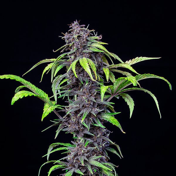 PURPLEMATIC CBD AUTO X1 ROYAL QUEEN SEEDS-4