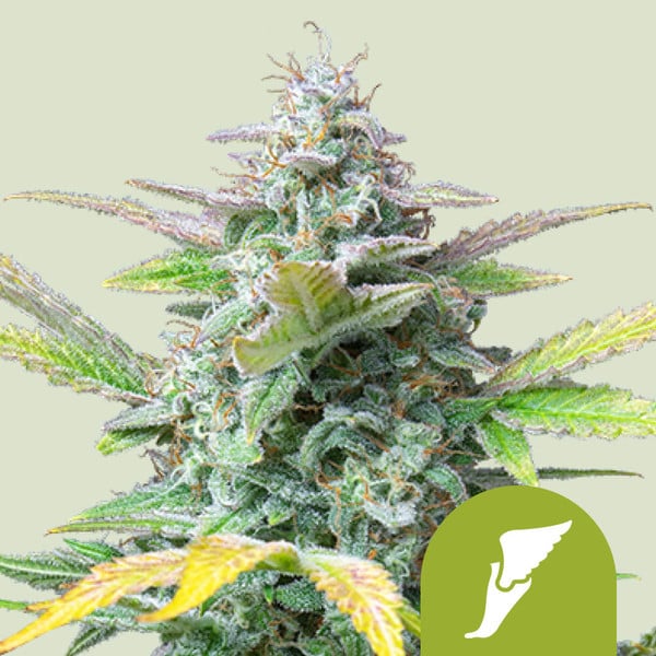 QUICK ONE AUTO X10 ROYAL QUEEN SEEDS-1