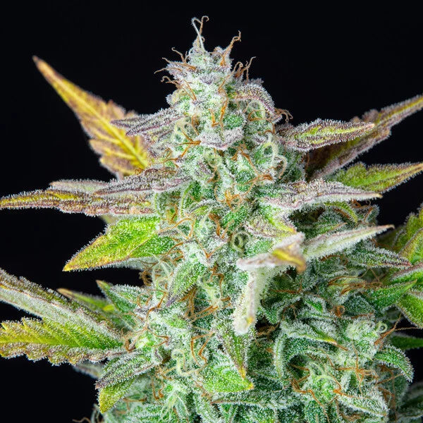 QUICK ONE AUTO X10 ROYAL QUEEN SEEDS-4