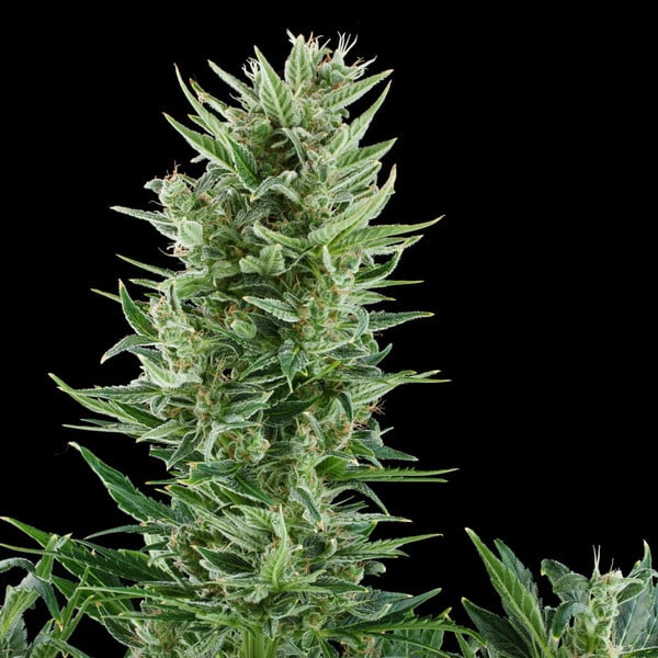 QUICK ONE AUTO X10 ROYAL QUEEN SEEDS-3