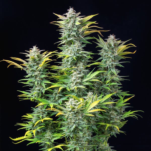 QUICK ONE AUTO X10 ROYAL QUEEN SEEDS-5
