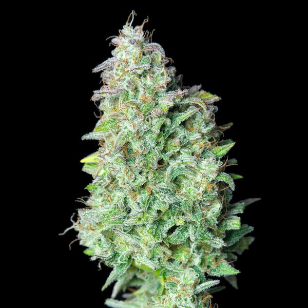 QUICK ONE AUTO X10 ROYAL QUEEN SEEDS-6