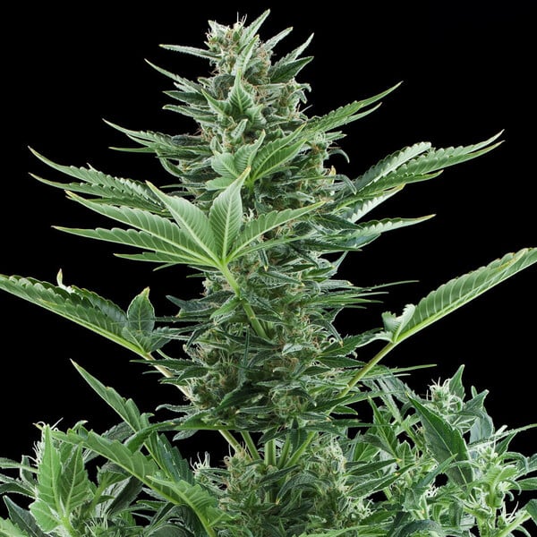 QUICK ONE AUTO X10 ROYAL QUEEN SEEDS-7