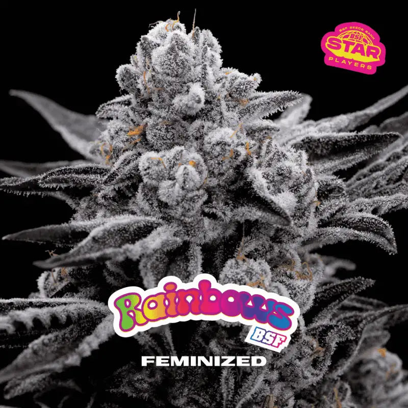 RAINBOWS FEM X4 BSF SEEDS-3