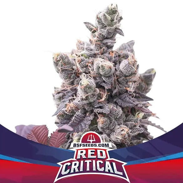 RED CRITICAL AUTO X2 BSF SEEDS