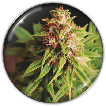 RED CROSS CBD FEM X3 MEDICAL SEEDS