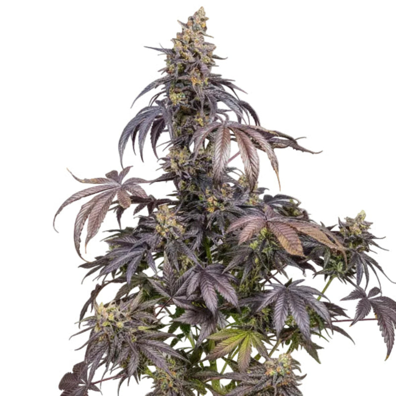 RED GORILLA GIRL XL AUTO GRANELSEEDS-1