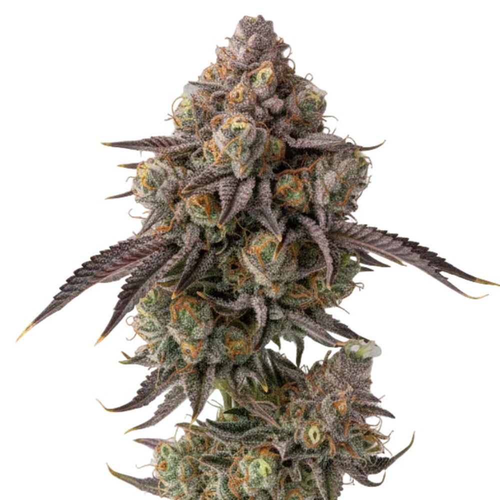 RED GORILLA GIRL XL AUTO GRANELSEEDS