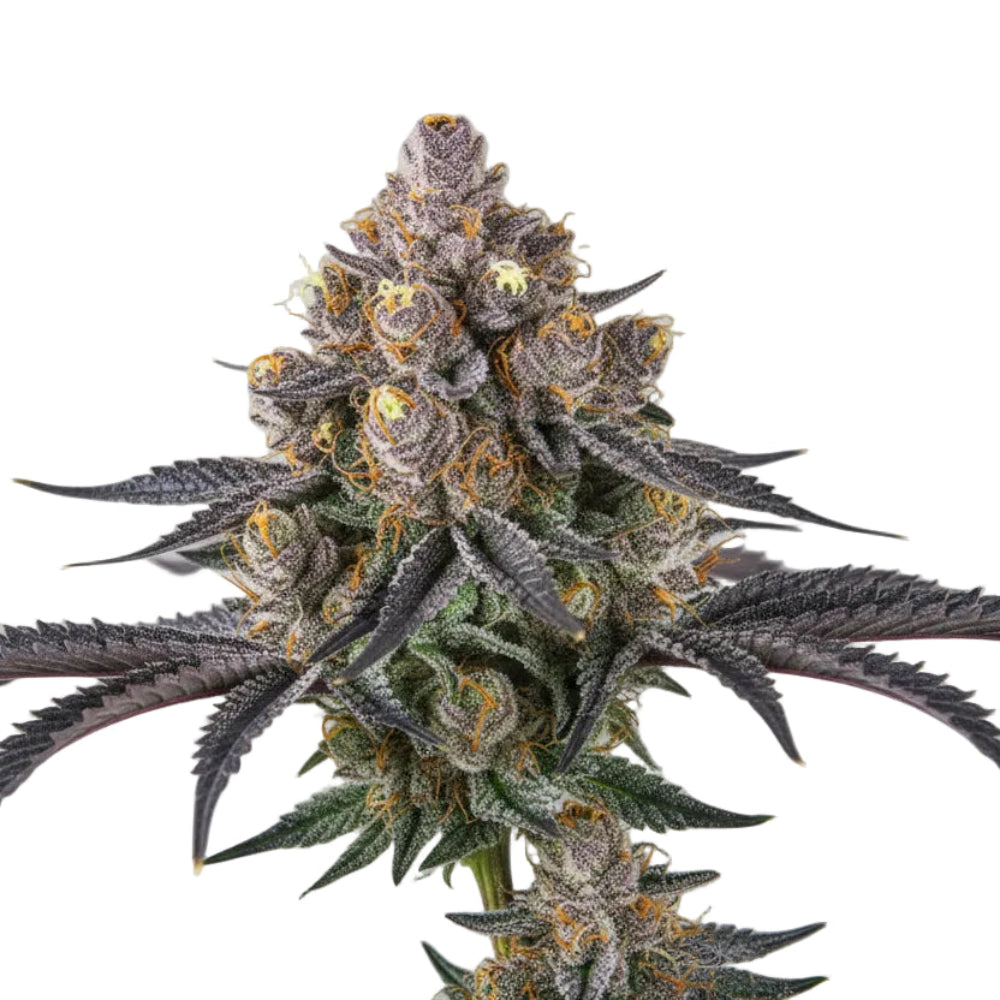 RED STRAWBERRY BANANA AUTO GRANEL GRANELSEEDS