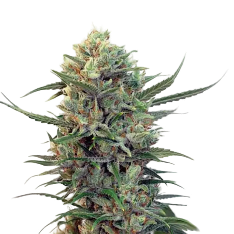 TOXIC WIDOW AUTO-4