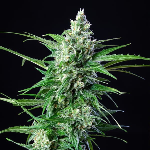 ROYAL AK AUTO X10 ROYAL QUEEN SEEDS