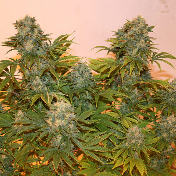ROYAL AK AUTO X10 ROYAL QUEEN SEEDS
