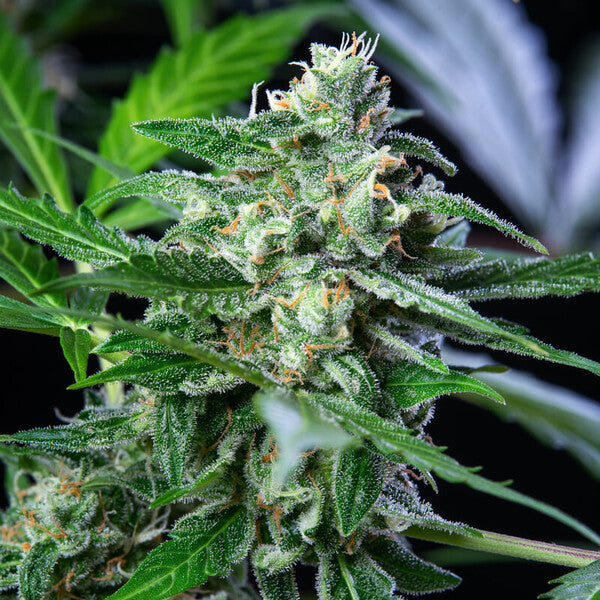 ROYAL AK AUTO X10 ROYAL QUEEN SEEDS