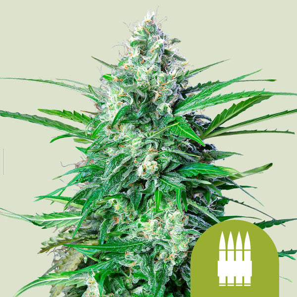 ROYAL AK AUTO X5 ROYAL QUEEN SEEDS