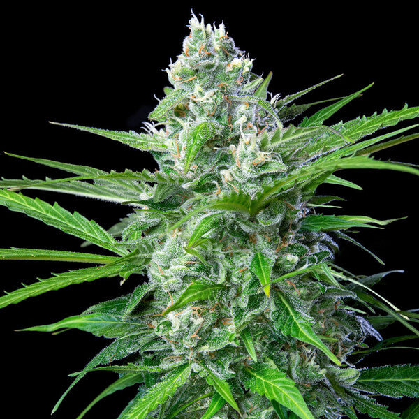 ROYAL AK AUTO X10 ROYAL QUEEN SEEDS