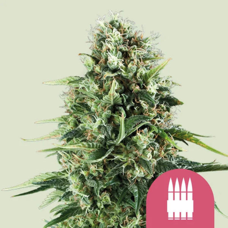 ROYAL AK FEM X1 - ROYAL QUEEN SEEDS-1