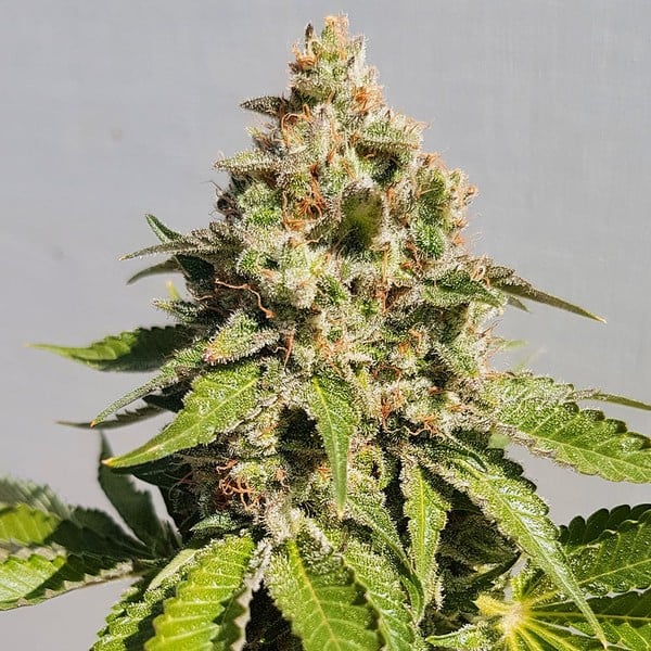 ROYAL AK FEM X10 ROYAL QUEEN SEEDS-6