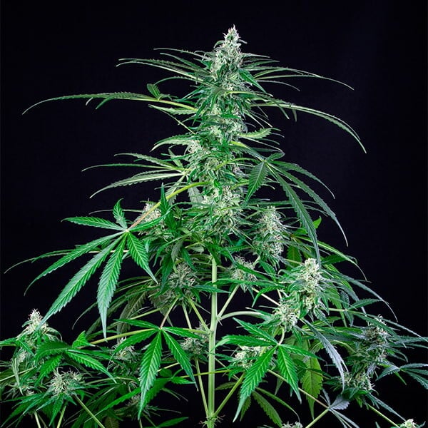 ROYAL AK FEM X100 ROYAL QUEEN SEEDS