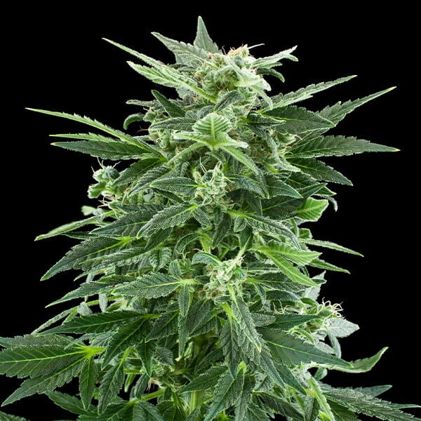 ROYAL AK FEM X10 ROYAL QUEEN SEEDS-4