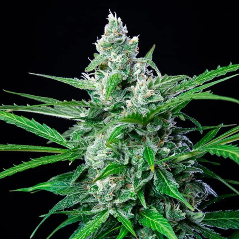 ROYAL AK FEM X1 - ROYAL QUEEN SEEDS-4