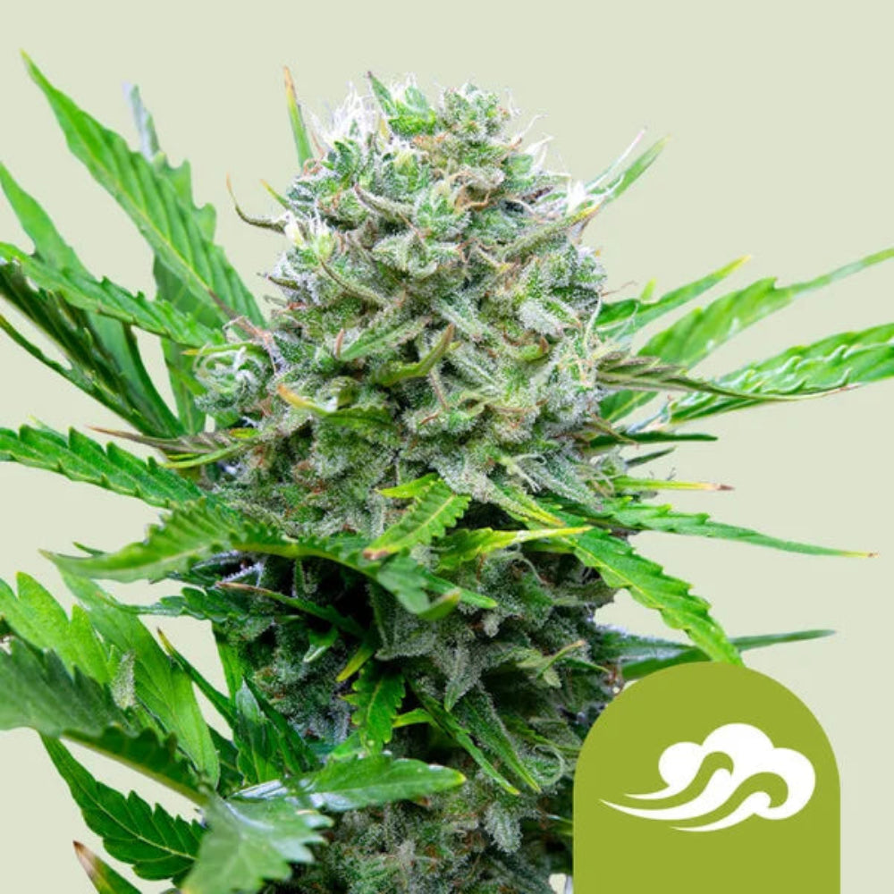 BLUE MYSTIC AUTO X1 - ROYAL QUEEN SEEDS-1