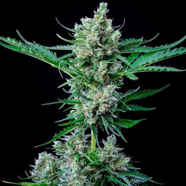 ROYAL BLUEMATIC AUTO X3 ROYAL QUEEN SEEDS-3